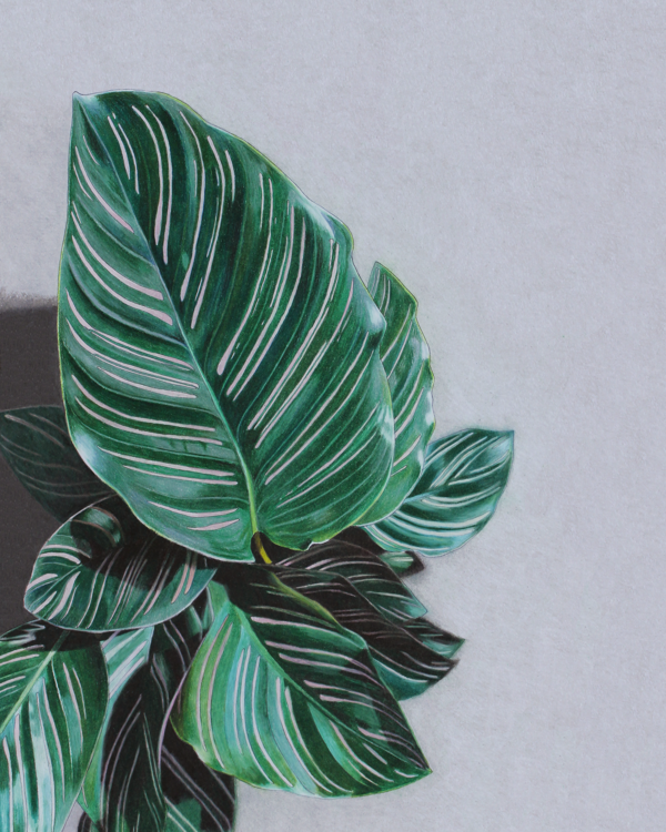 calathea ornata 8x10 print