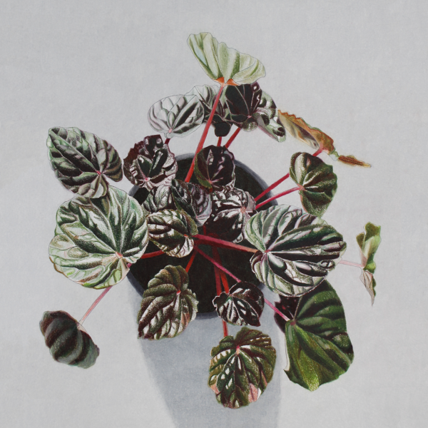 peperomia caperata 6x6 print