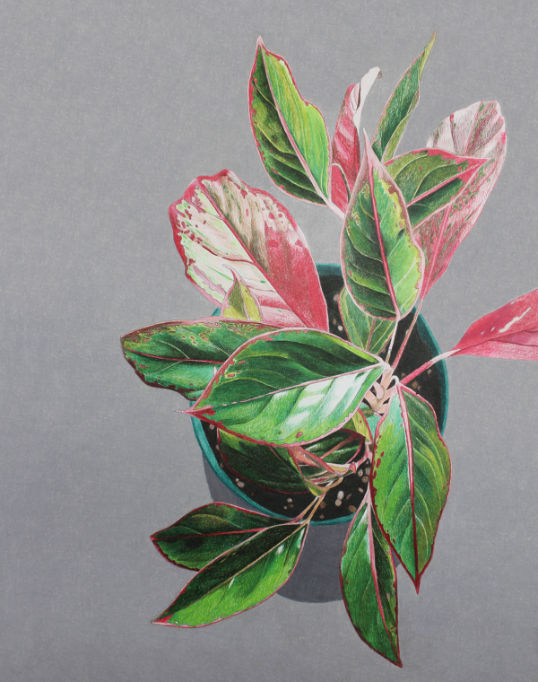 aglaonema red siam 8x10 print